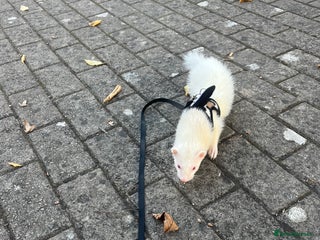 Ferret rodents - Advert 2