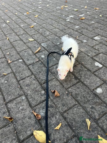 Ferret rodents - Advert 1