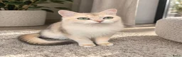 British Shorthair cats for sale: British Chinchilla active for breeding ready to go - Advert 1