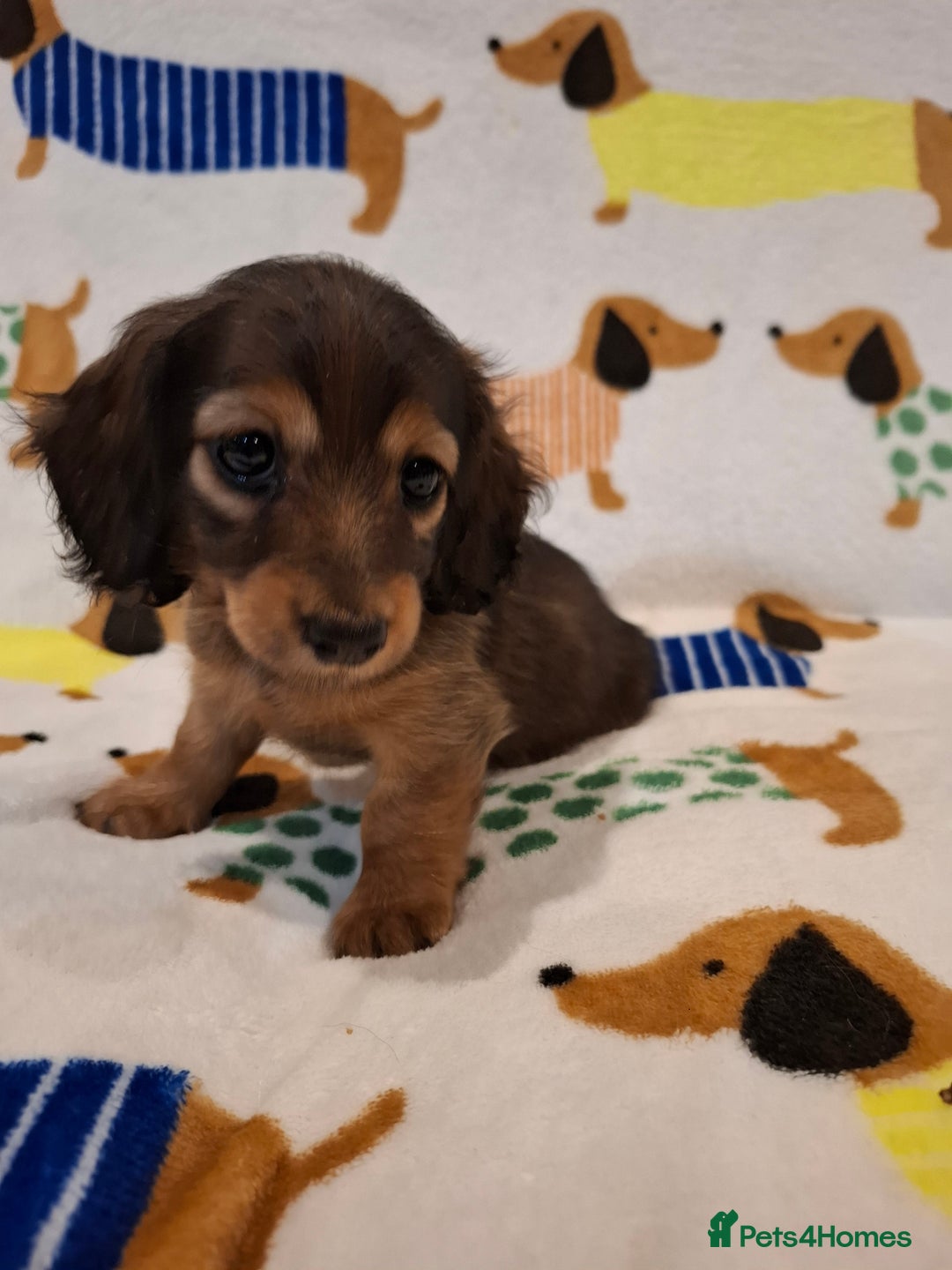Miniature Dachshund dogs for sale: Mini Long Haired Dachshund - Image 7