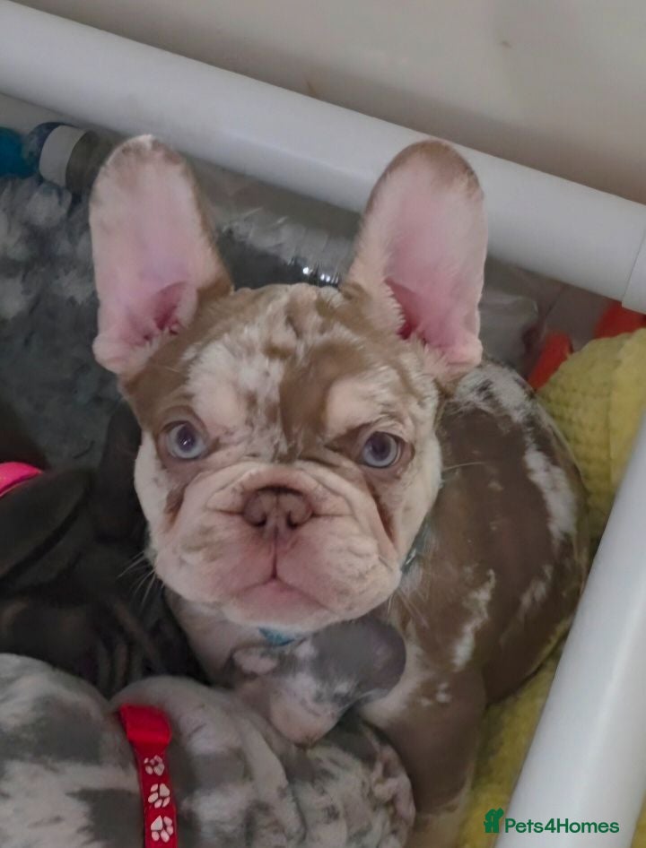 French Bulldog dogs  French Bulldog Pups ready to leave  - Advert 1