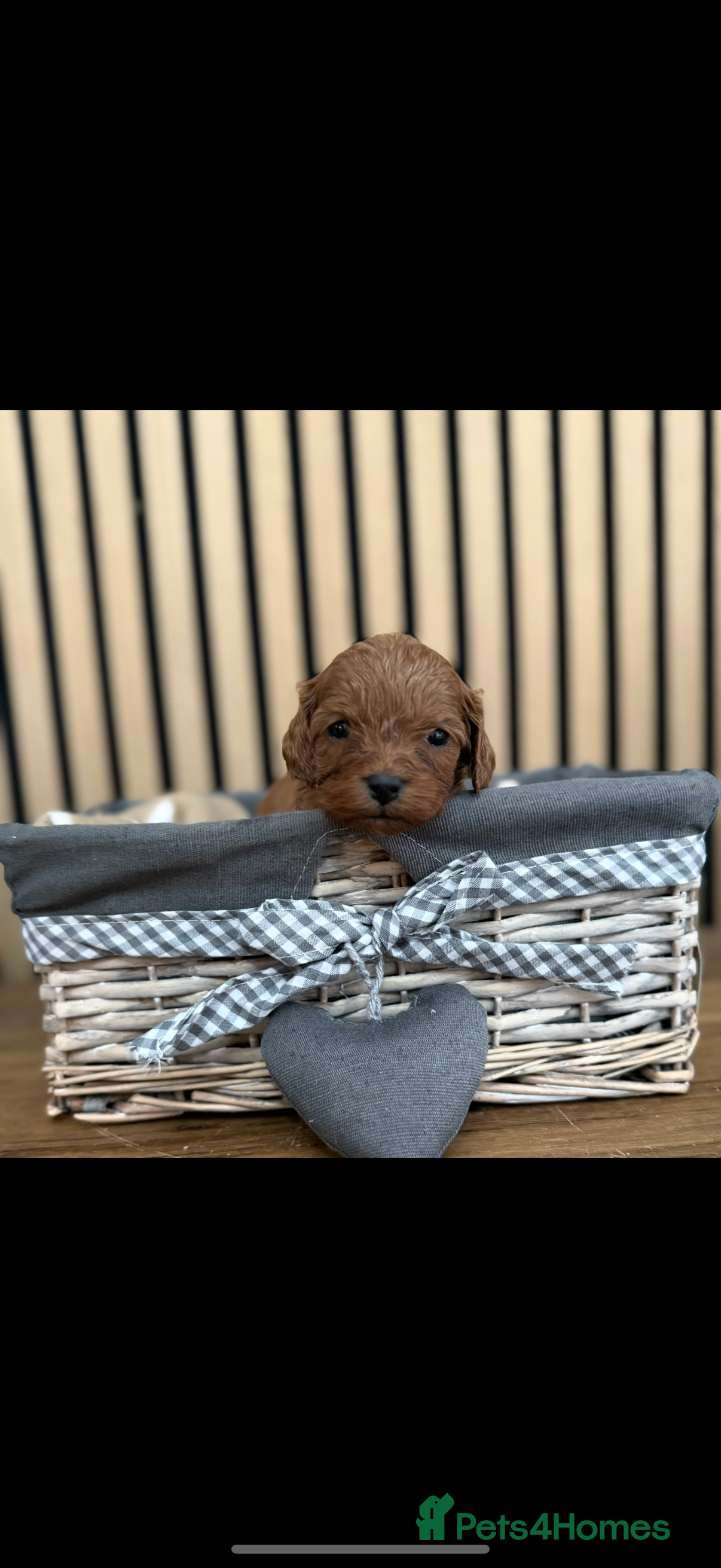 Cavapoo Puppy 4