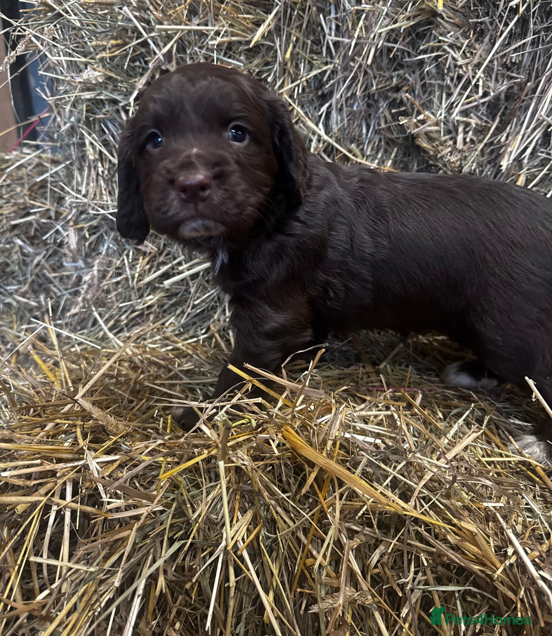 Cocker Spaniel dogs for sale: Health Tested Clear KC Registered Working Cockers - Advert 6