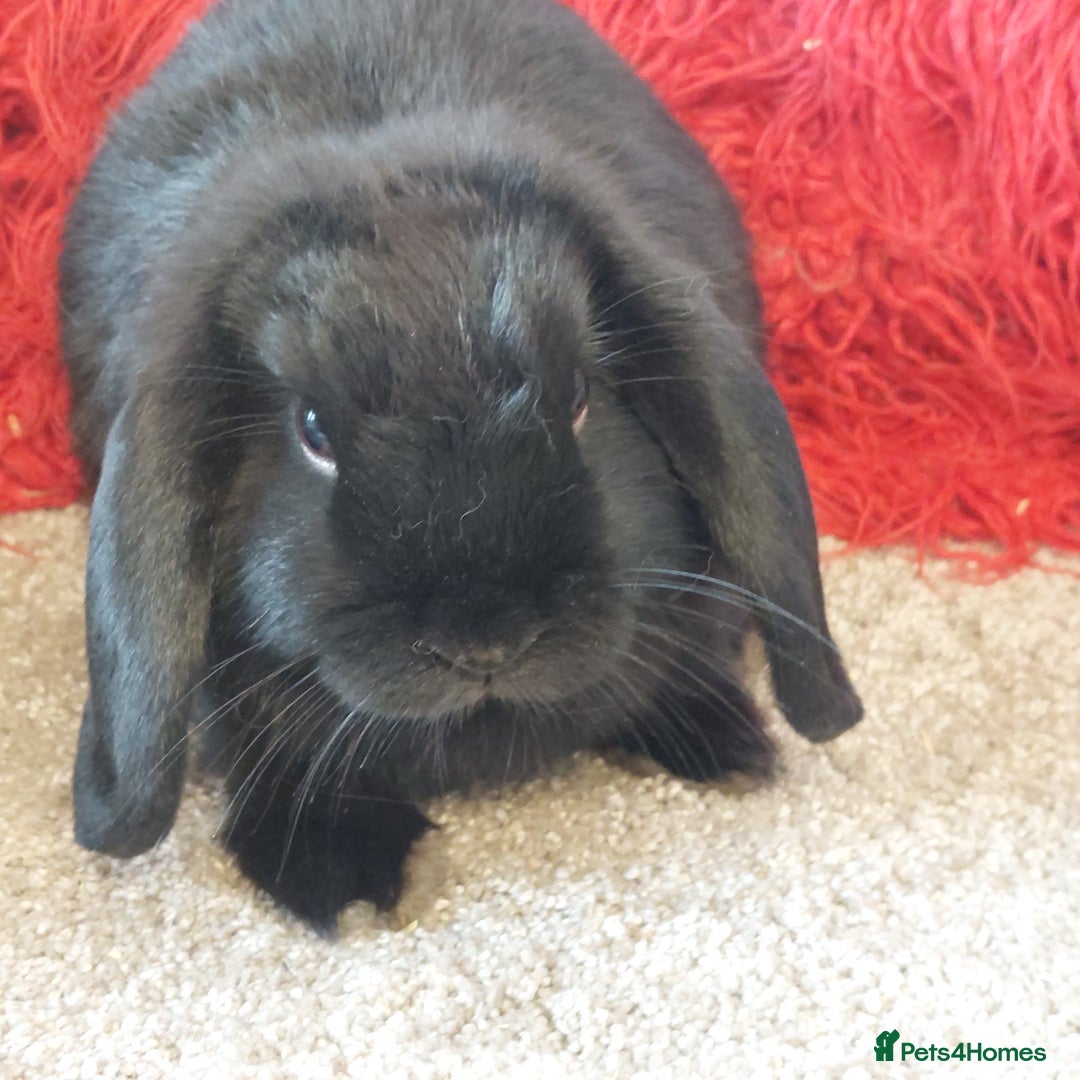 Mini Lop rabbits for sale: Pure bred blue minilop doe - Image 3