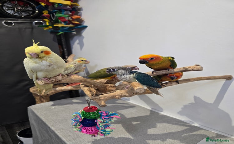 Conures birds in Dagenham - Advert 9