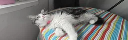 Persian cats for sale: Adorable Persian girl  - Advert 10