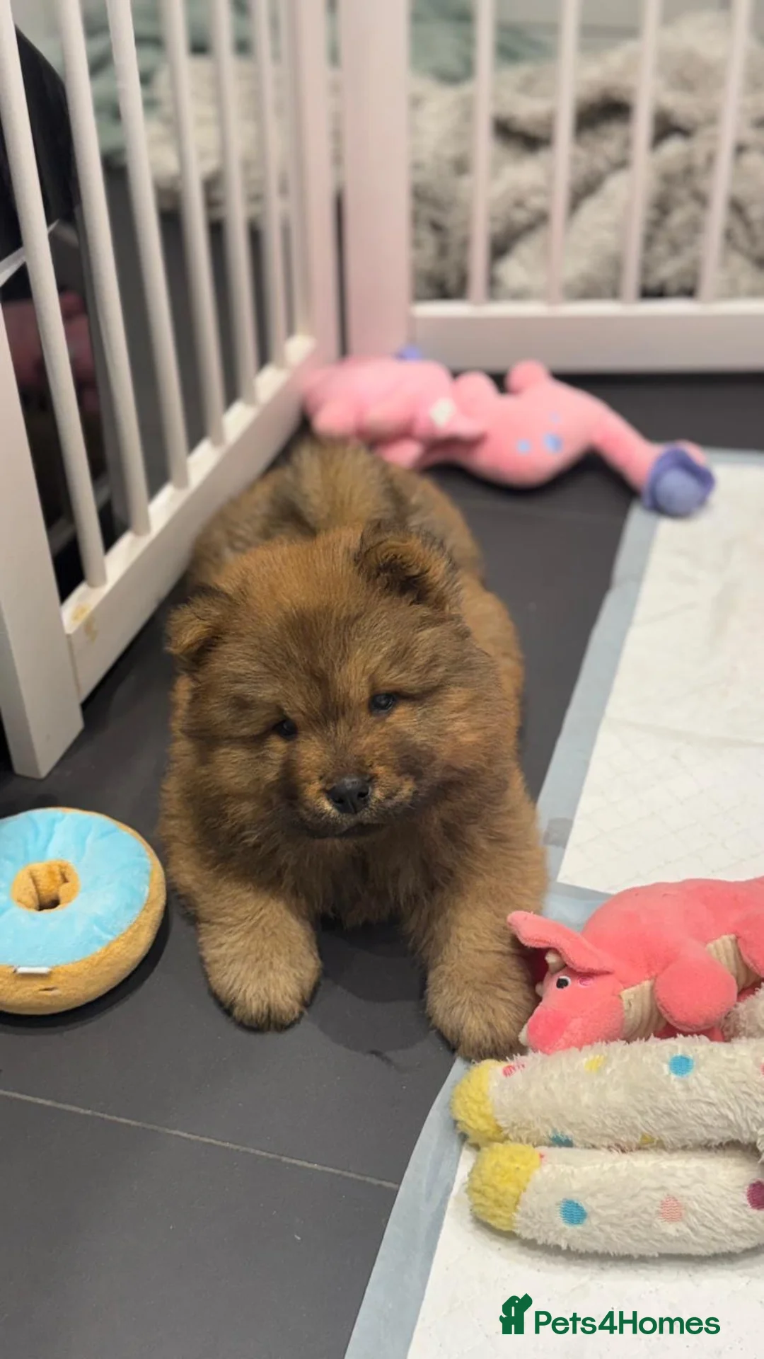 Chow Chow dogs for sale: 7 chow chow puppies  in Warlingham - Advert 1