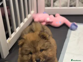 Chow Chow dogs for sale: 7 chow chow puppies - Advert 2