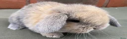 Mini Lop rabbits for sale: STUNNING PURE BRED MINI LOPS MUST SEE - Advert 18