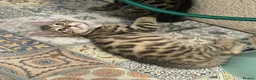 Bengal cats for sale: Boy and a girl  - Advert 3