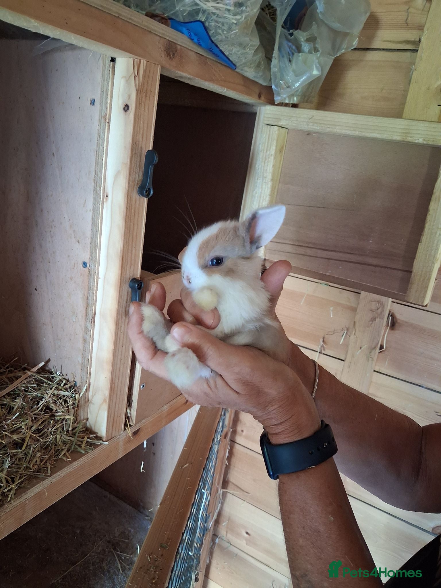 Mini Lop rabbits Beautiful min lop bunnies  - Advert 1