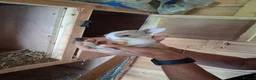 Mini Lop rabbits for sale: Beautiful min lop bunnies  - Advert 1