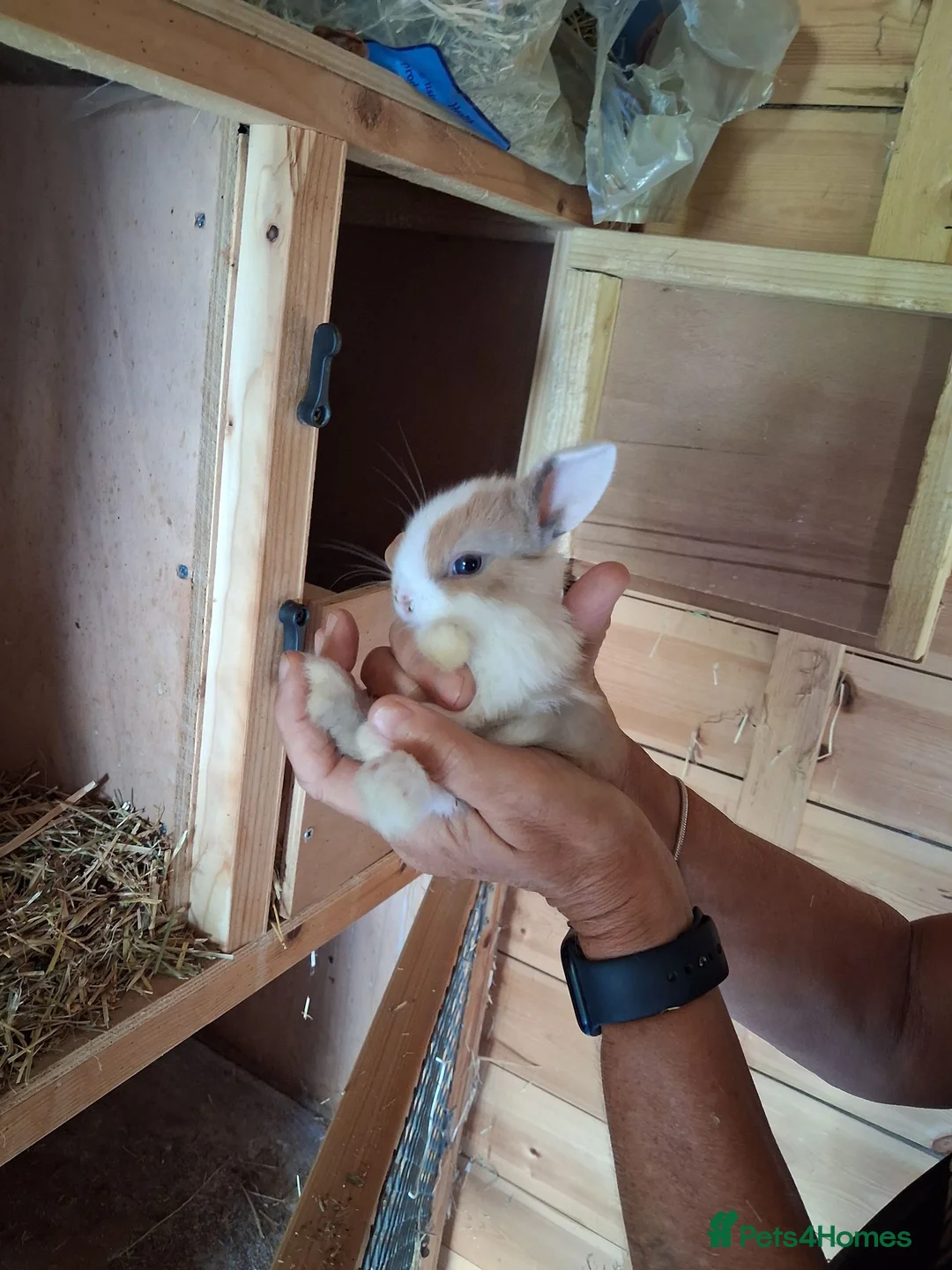 Mini Lop rabbits for sale: Beautiful min lop bunnies  - Advert 1