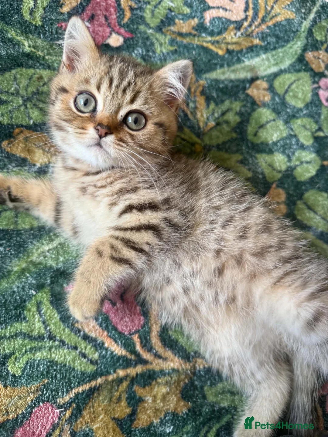 British Shorthair cats for sale: Golden Shaded Torbie - Advert 1