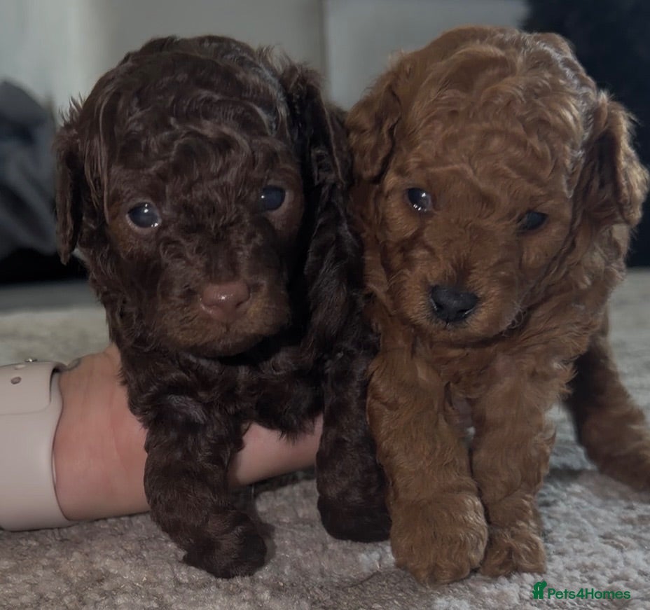 Toy Poodle dogs ASIAN toy poodle puppies  - Advert 7