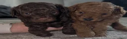 Toy Poodle dogs for sale: ASIAN toy poodle puppies  - Advert 1