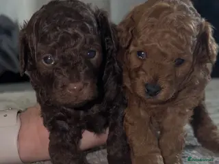 Toy Poodle dogs ASIAN toy poodle puppies - Advert 1