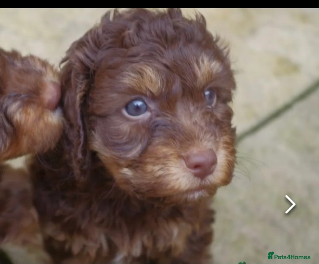 Toy Poodle dogs for stud: Toy poodle available for stud  in Rowlands Gill - Advert 14