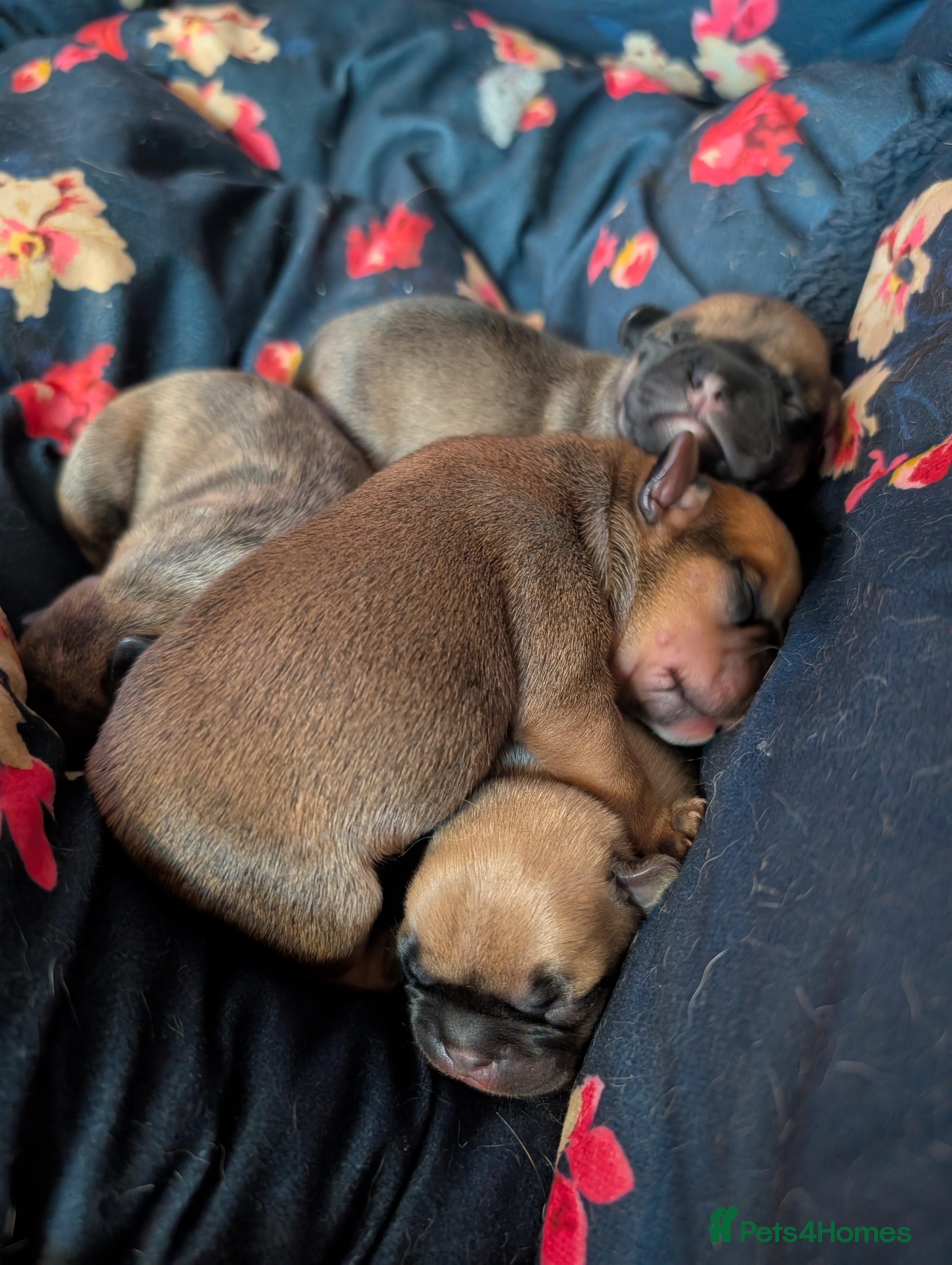 Mixed Breed dogs 75% Frenchie puppies - Advert 2