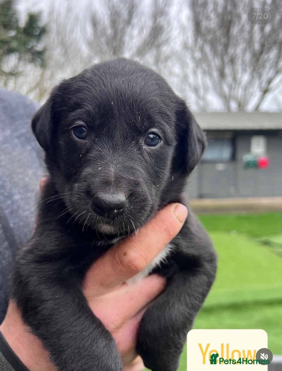 Borador dogs for sale: Lovely Borador Puppies Ready Now - Advert 12