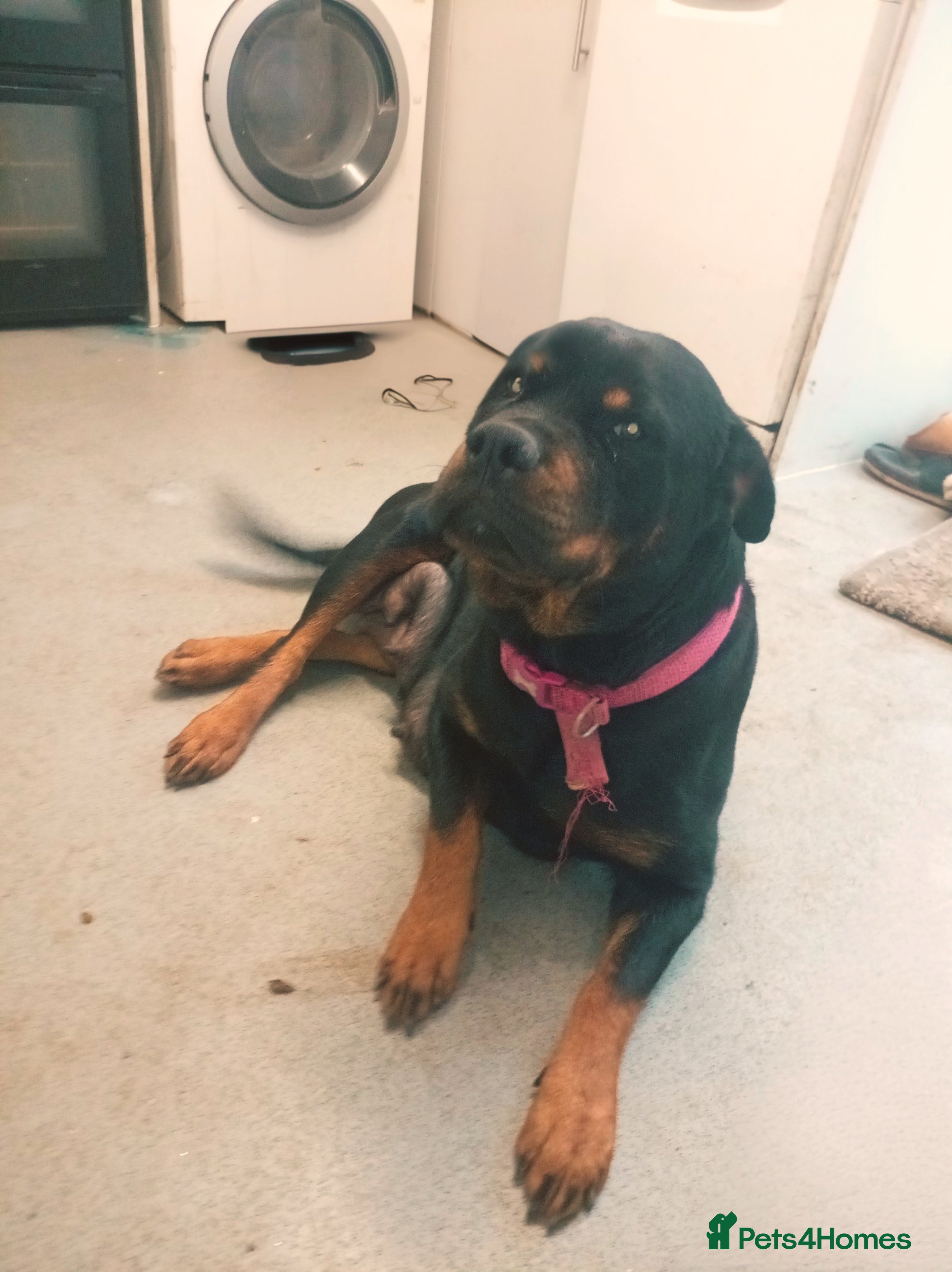 Mixed Breed dogs Rottweiler puppies  - Advert 1