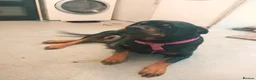 Mixed Breed dogs for sale: Rottweiler puppies  - Advert 1