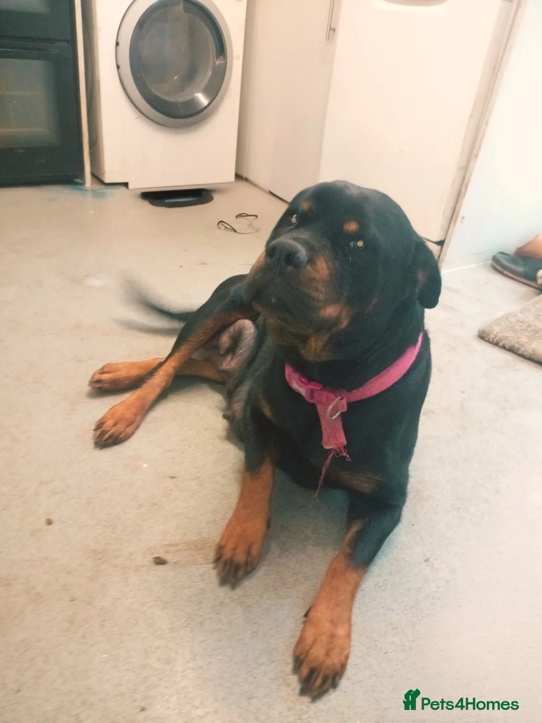 Mixed Breed dogs for sale: Rottweiler puppies  - Advert 1