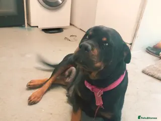 Mixed Breed dogs Rottweiler puppies - Advert 1