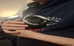 Guinea Pig rodents for sale: 13 guinea pigs mixed breed - Advert 12