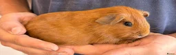 Guinea Pig rodents for sale: Beautiful baby guineas  - Advert 4