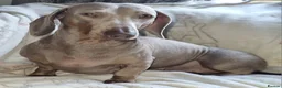 Miniature Dachshund dogs for sale: Minature Dachshund puppys  - Advert 2