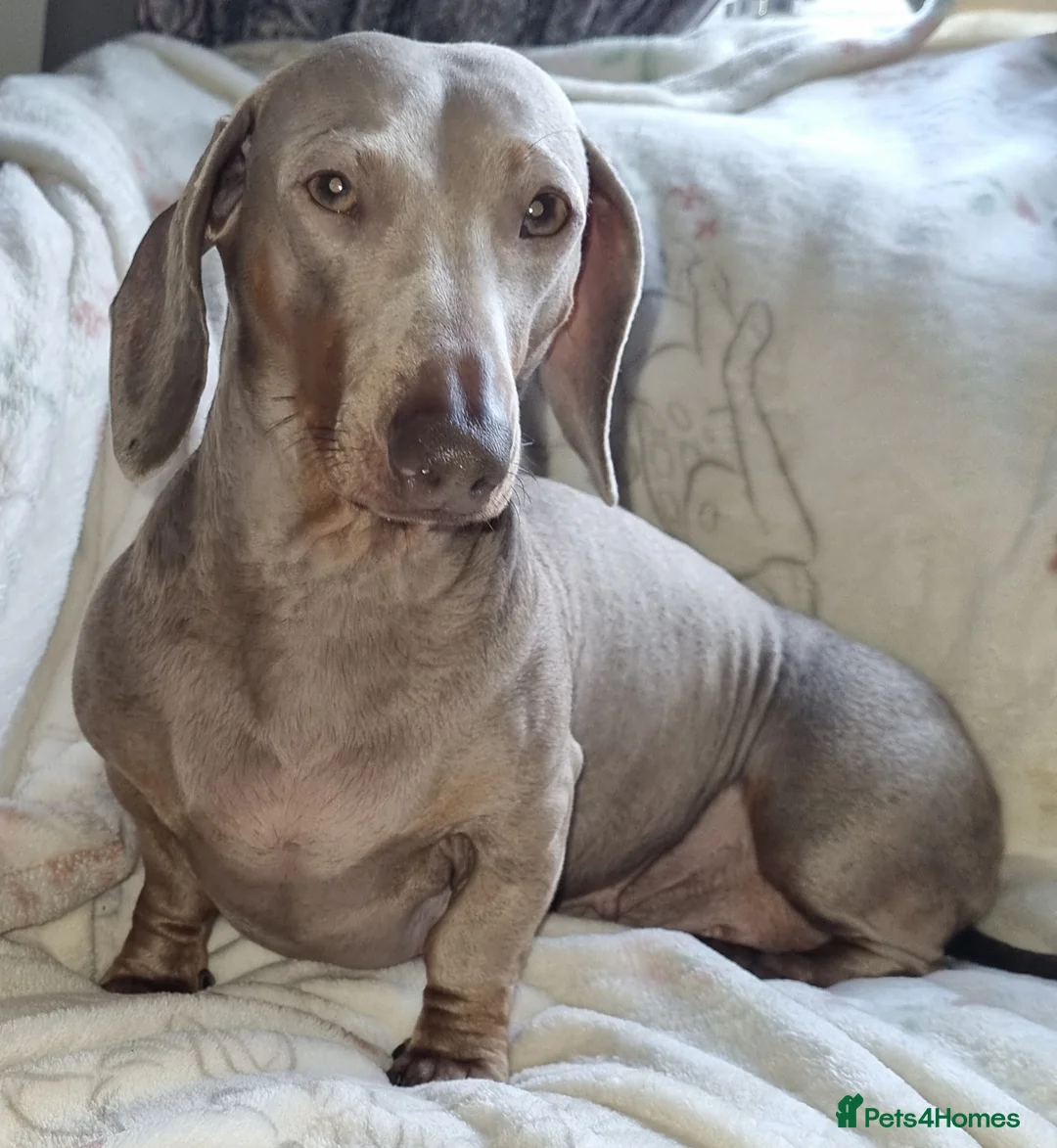 Miniature Dachshund dogs for sale: Minature Dachshund puppys  - Advert 2