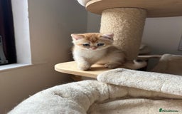 British Shorthair cats for sale: GCCF BSH Last Chocolate Golden Female Kitten Left - Image 35