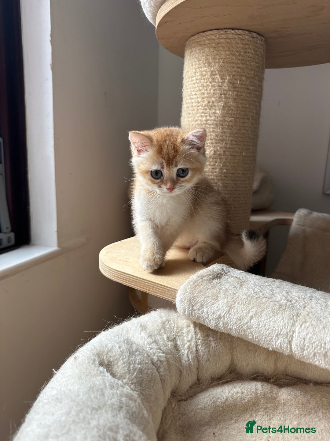 British Shorthair cats for sale: GCCF BSH Last Chocolate Golden Female Kitten Left - Image 35
