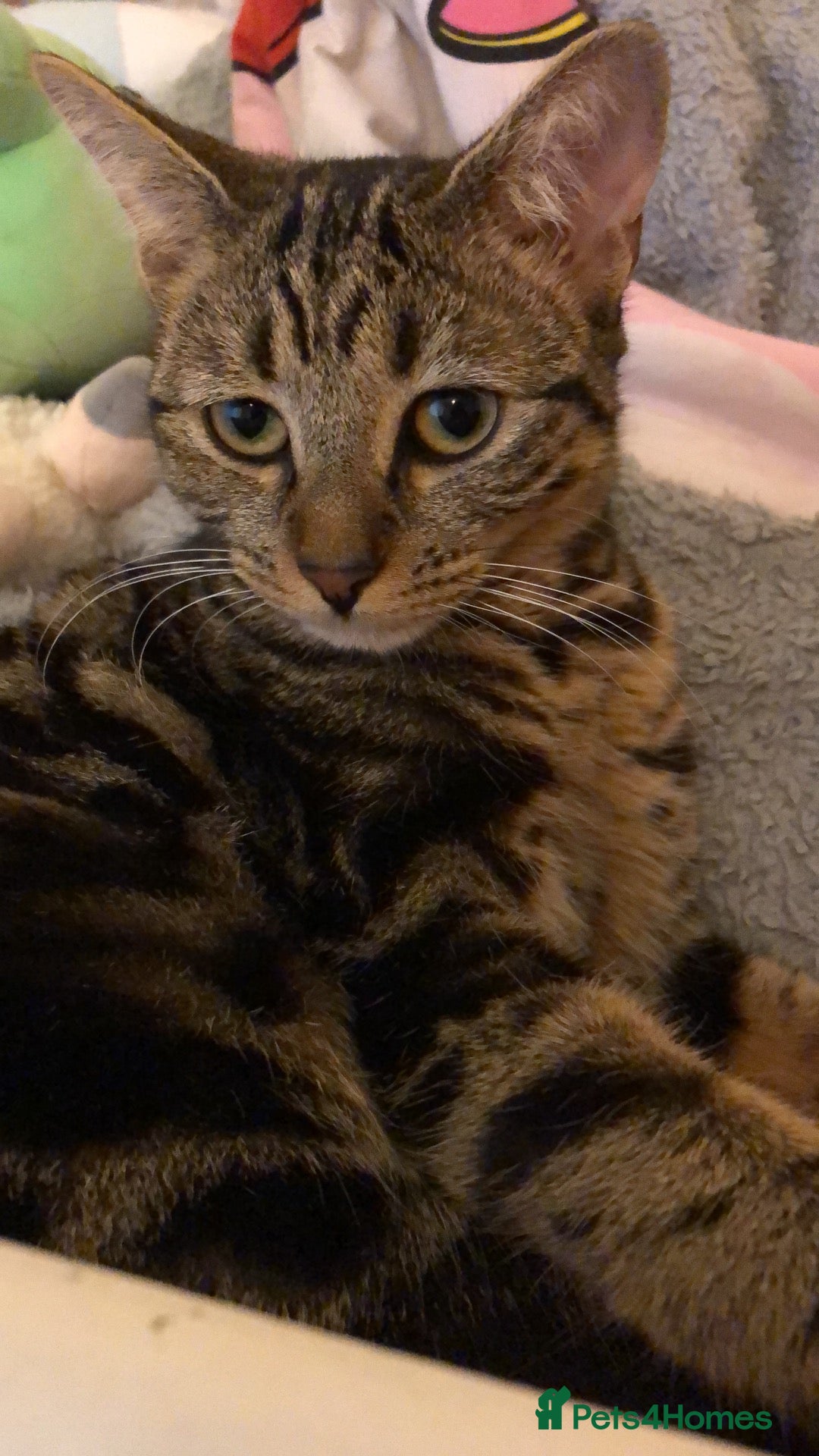 Mixed Breed cats Kittens looking for lovely home  - Advert 2