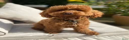 Toy Poodle dogs for sale: 🩵💙1 Boy-Red Toy Poodle puppies 🩵💙 - Advert 1
