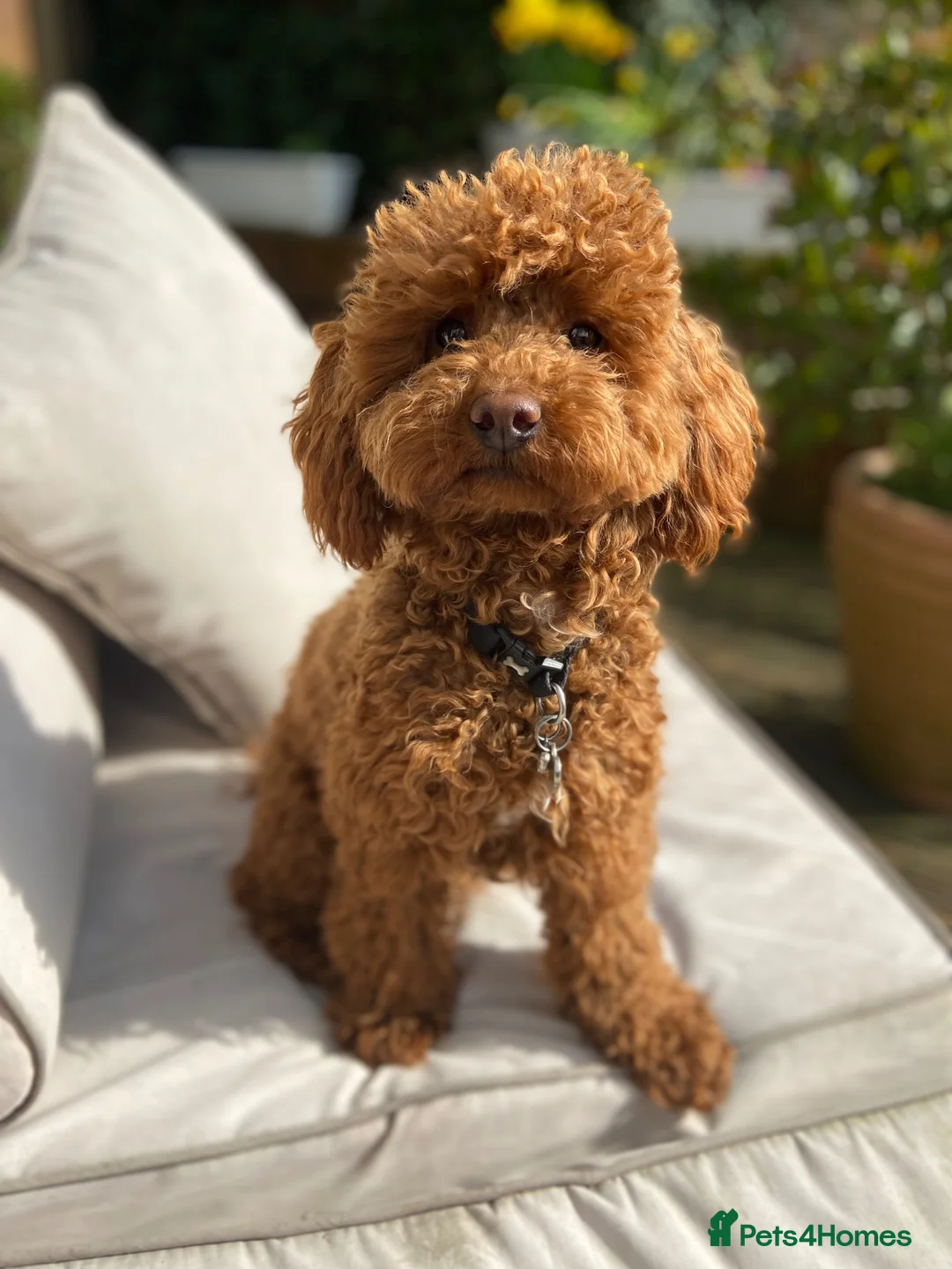 Toy Poodle dogs for sale: 🩵💙1 Boy-Red Toy Poodle puppies 🩵💙 - Advert 1