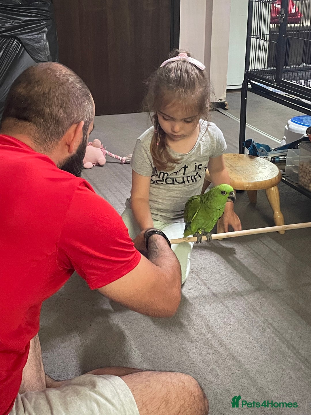 Parrots birds for sale: Female Amazon Parrot–8Months–DNA Test–Hand Reared - Advert 3