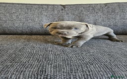 Staffordshire Bull Terrier dogs for sale: Blue&white and white&blue staffie pups - Image 11