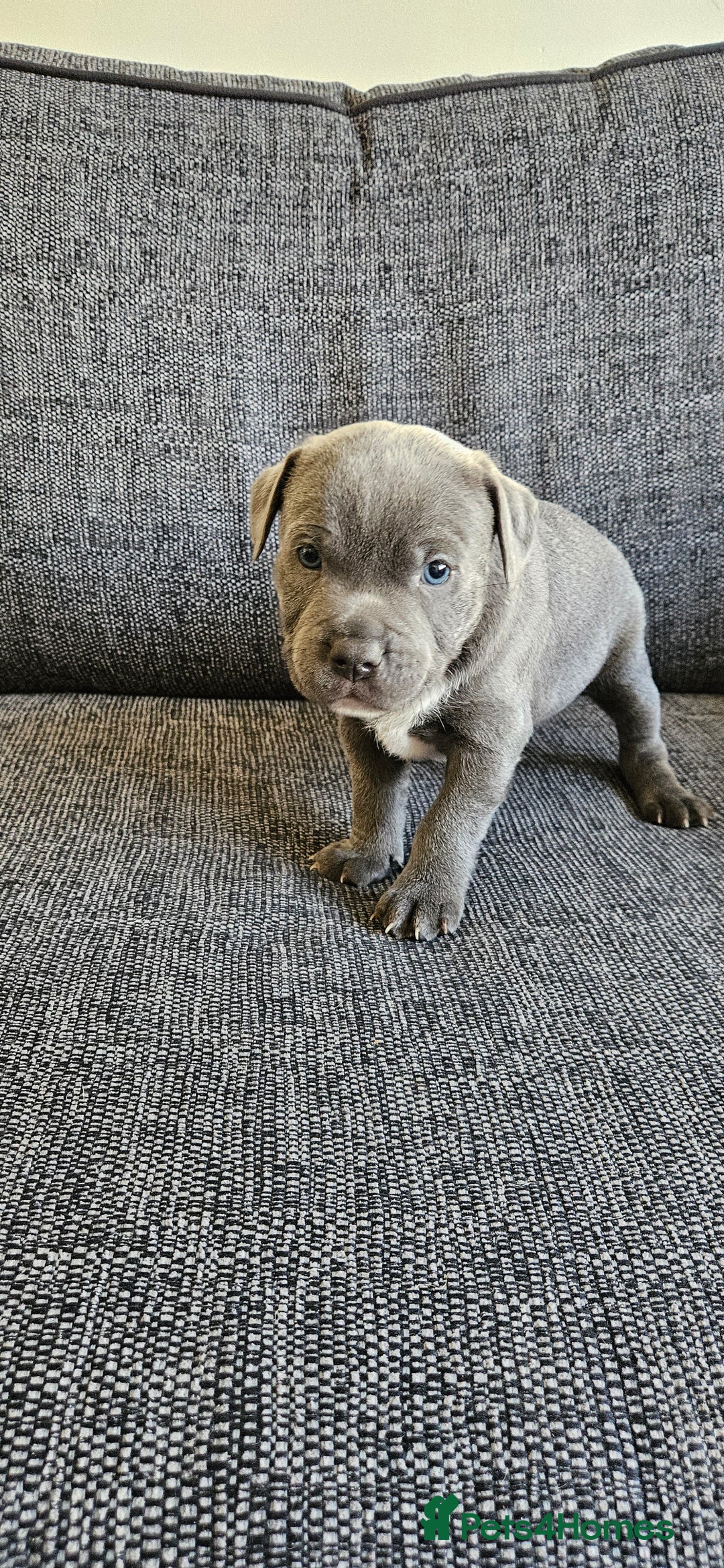 Staffordshire Bull Terrier dogs for sale: Blue&white and white&blue staffie pups - Image 11