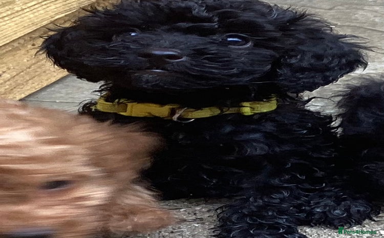 Doxiepoo dogs - Advert 9