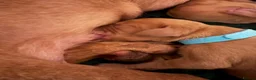 Hungarian Vizsla dogs for sale: Outstanding KC Registered Hungarian Vizsla Puppies - Advert 14