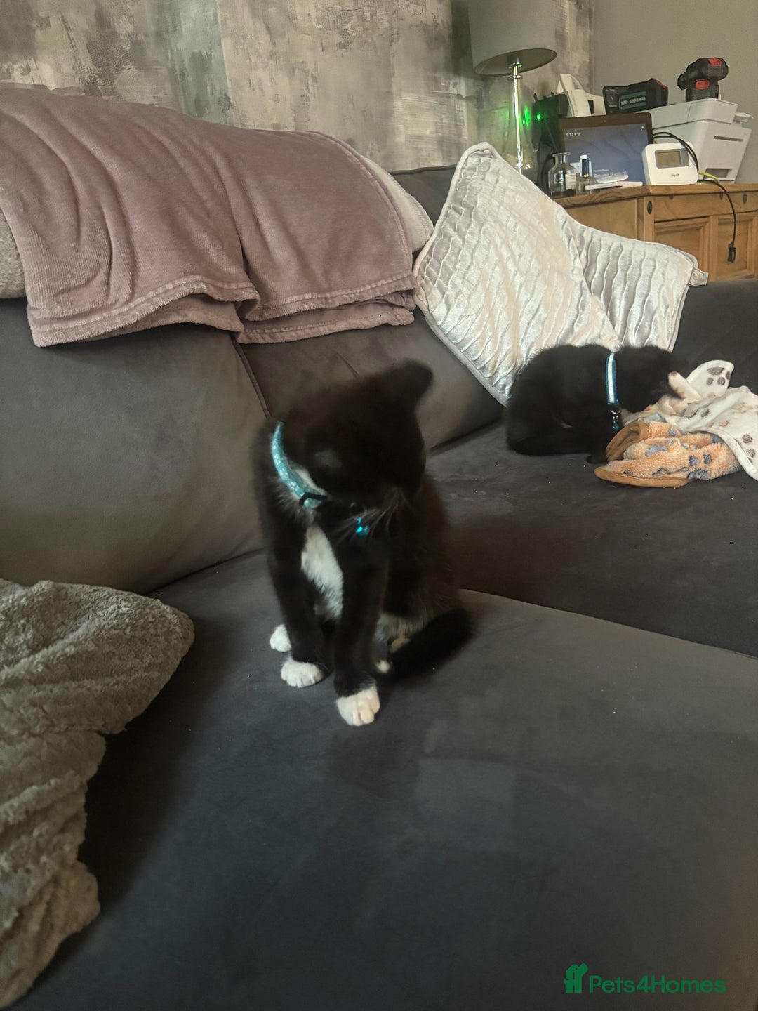 Mixed Breed cats for sale: 2 boys 1 girl  - Image 7