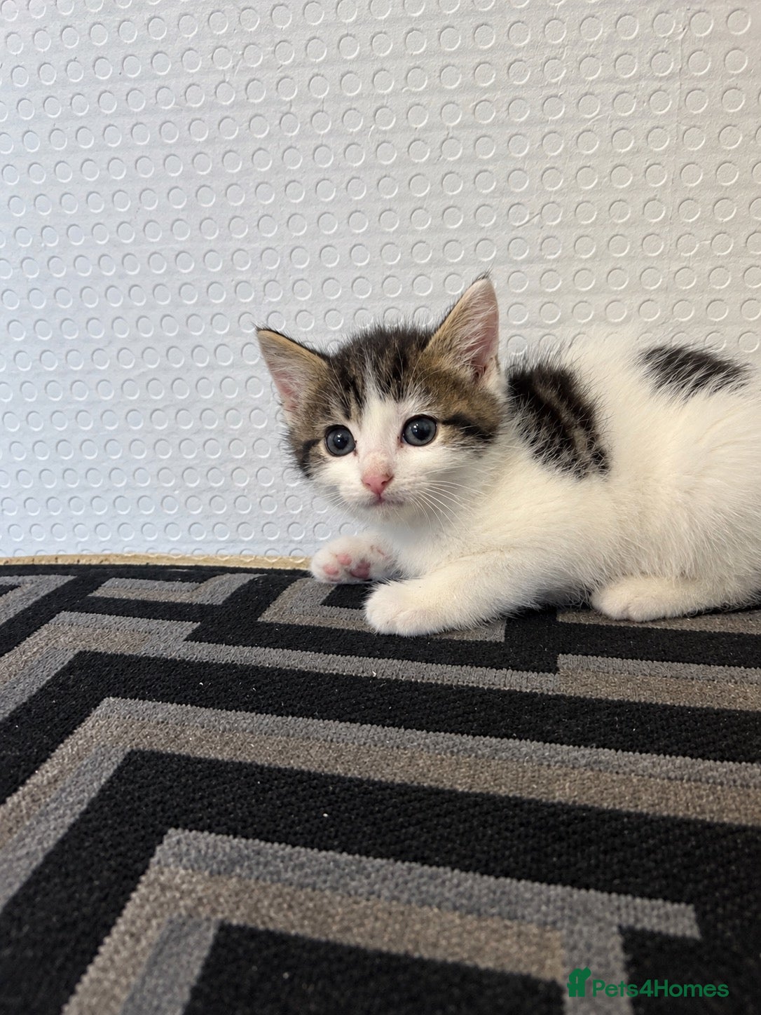 Ragdoll cats RAGDOLL X KITTENS READY TO LEAVE 💓 - Advert 9