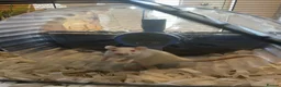 Rat rodents for sale: 4 albino fancy rats in Barnstaple - Advert 9