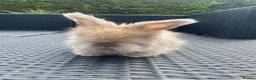 Angora rabbits for sale: Pure bred Angora bunnies £185 - Advert 7