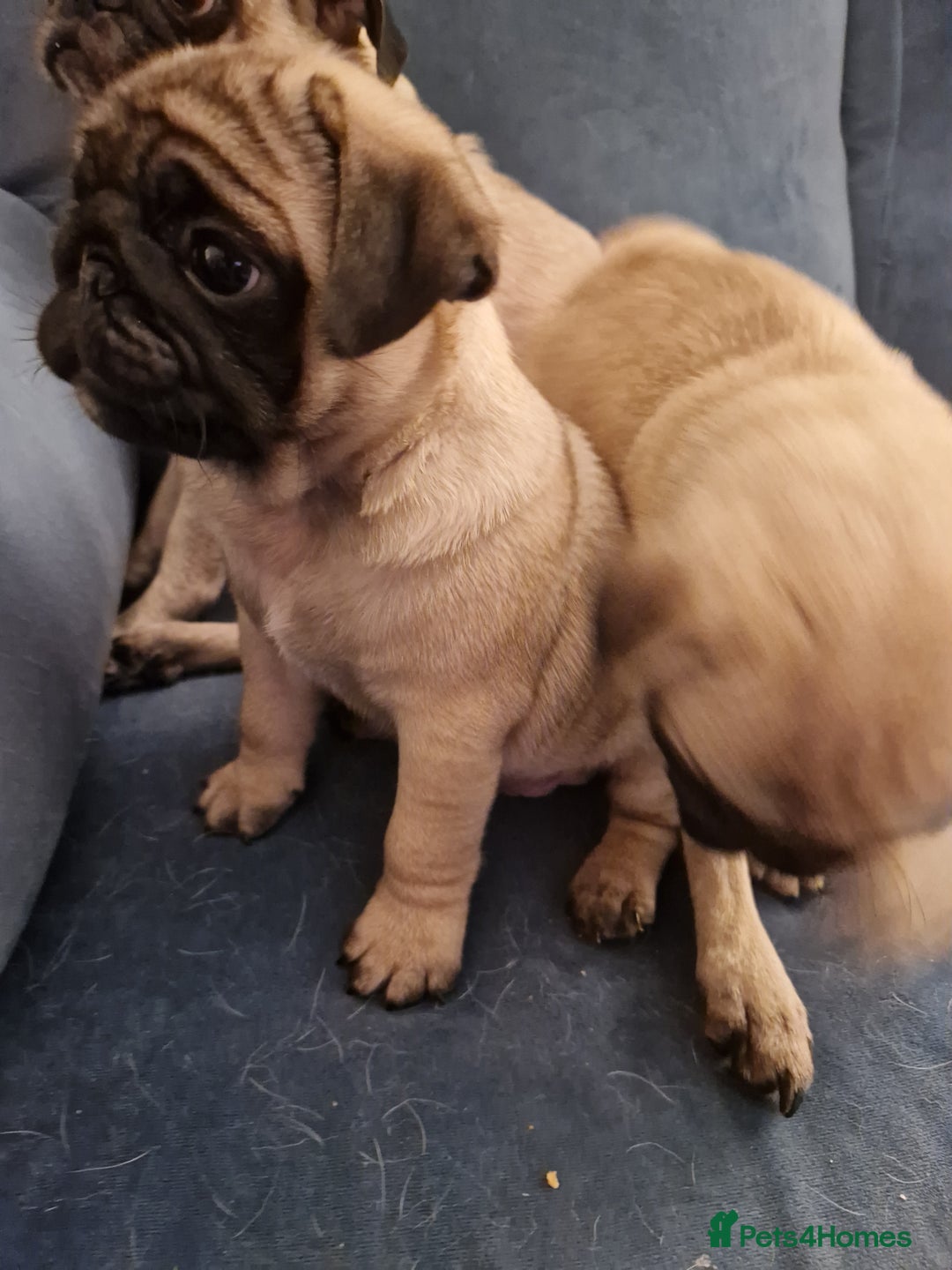 Pug dogs for sale: Puggies for sale - Image 5