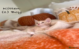 Mixed Breed cats for sale: Stunning kittens 8 weeks old ready now  - Image 2