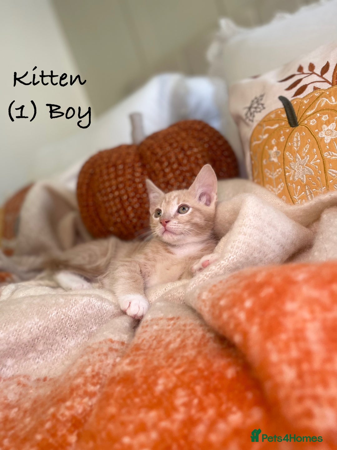 Mixed Breed cats for sale: Stunning kittens 8 weeks old ready now  - Image 2