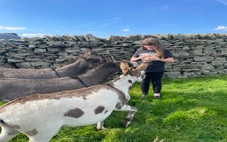 Miniature horses for sale: Miniature Mediterranean Donkey foals - Image 7